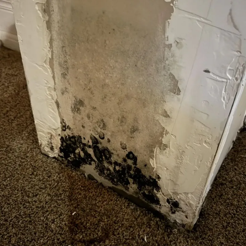 Professional Mold Removal in Parker County, TX
